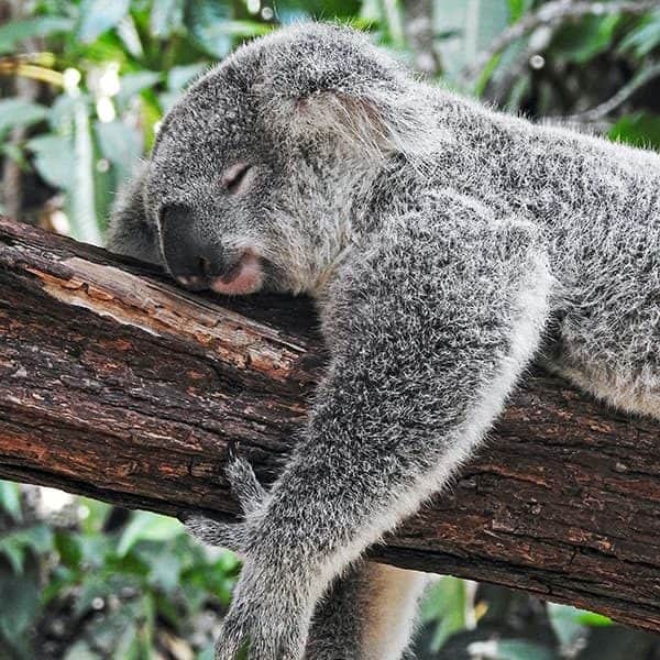 Mental Health Care Plans, Australia